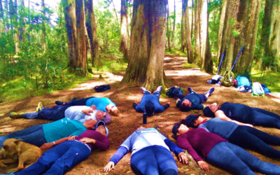 Características de un Baño de bosque