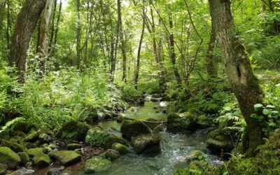 5 Beneficios Científicamente Probados de los baños de bosque