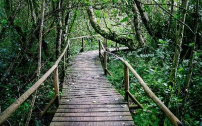 Cómo es un baño de bosque y por qué puede cambiar tu vida