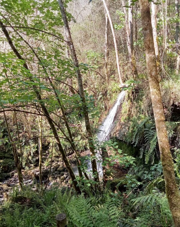 Baño de bosque terapia de reconexión de pareja - Imagen 3